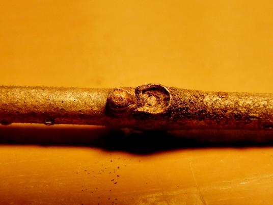 {Chionanthus virginicus}